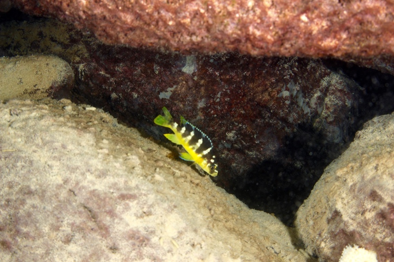 Pseudotropheus crabro 'Mbamba Islands'
